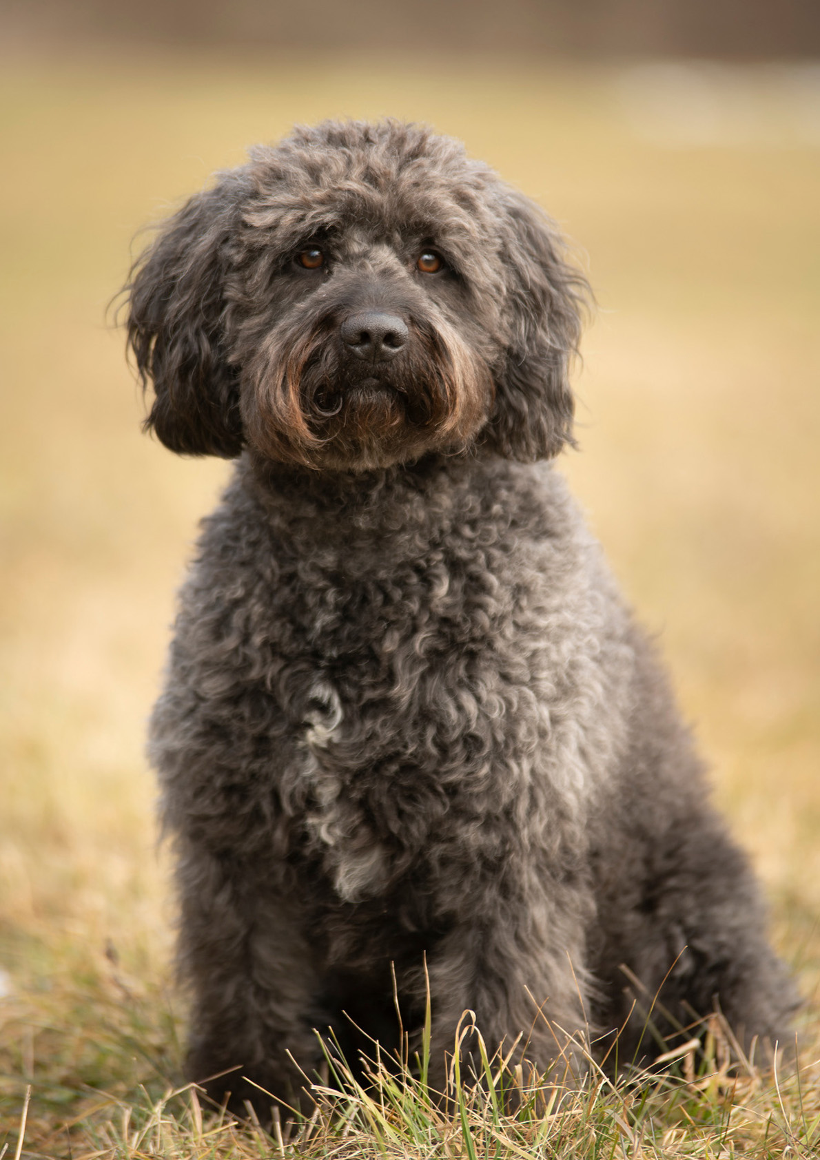 Bako-Spanischer-Wasserhund