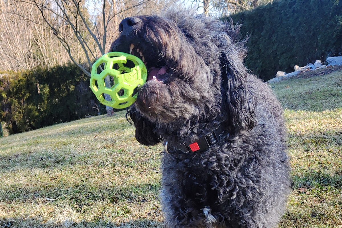 Bako - Spanischer Wasserhund