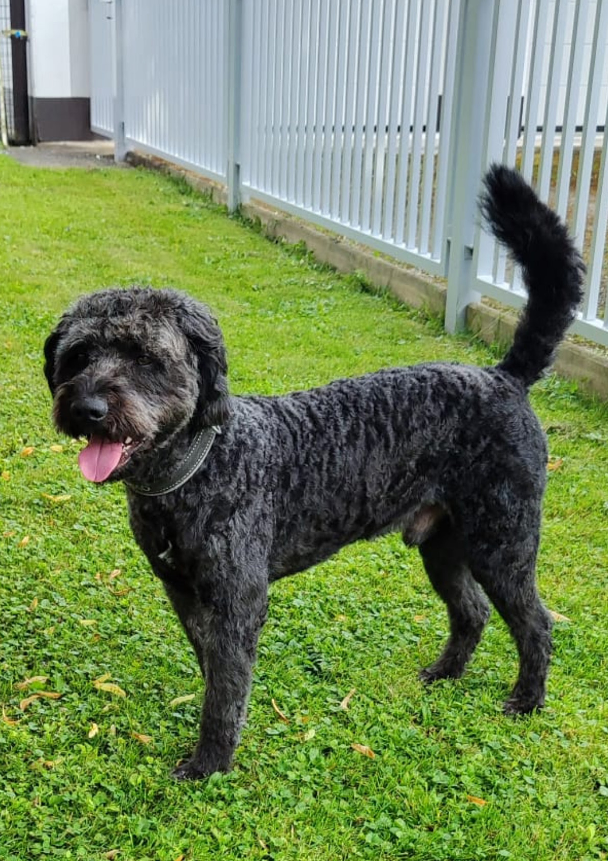 Bako-Spanischer-Wasserhund
