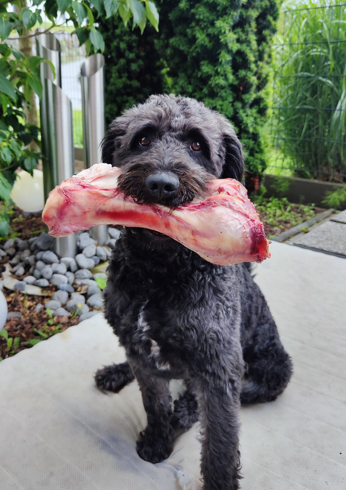 Bako-Spanischer-Wasserhund
