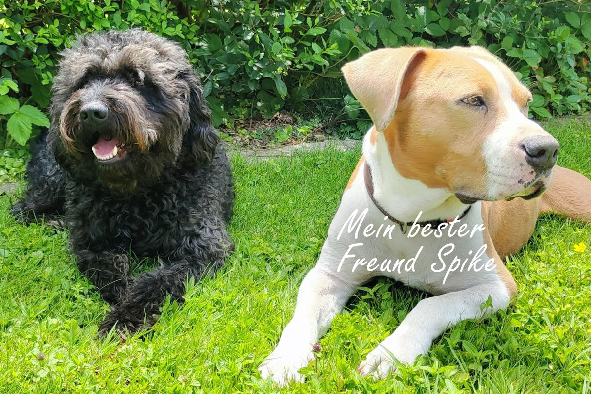 Bako - Spanischer Wasserhund