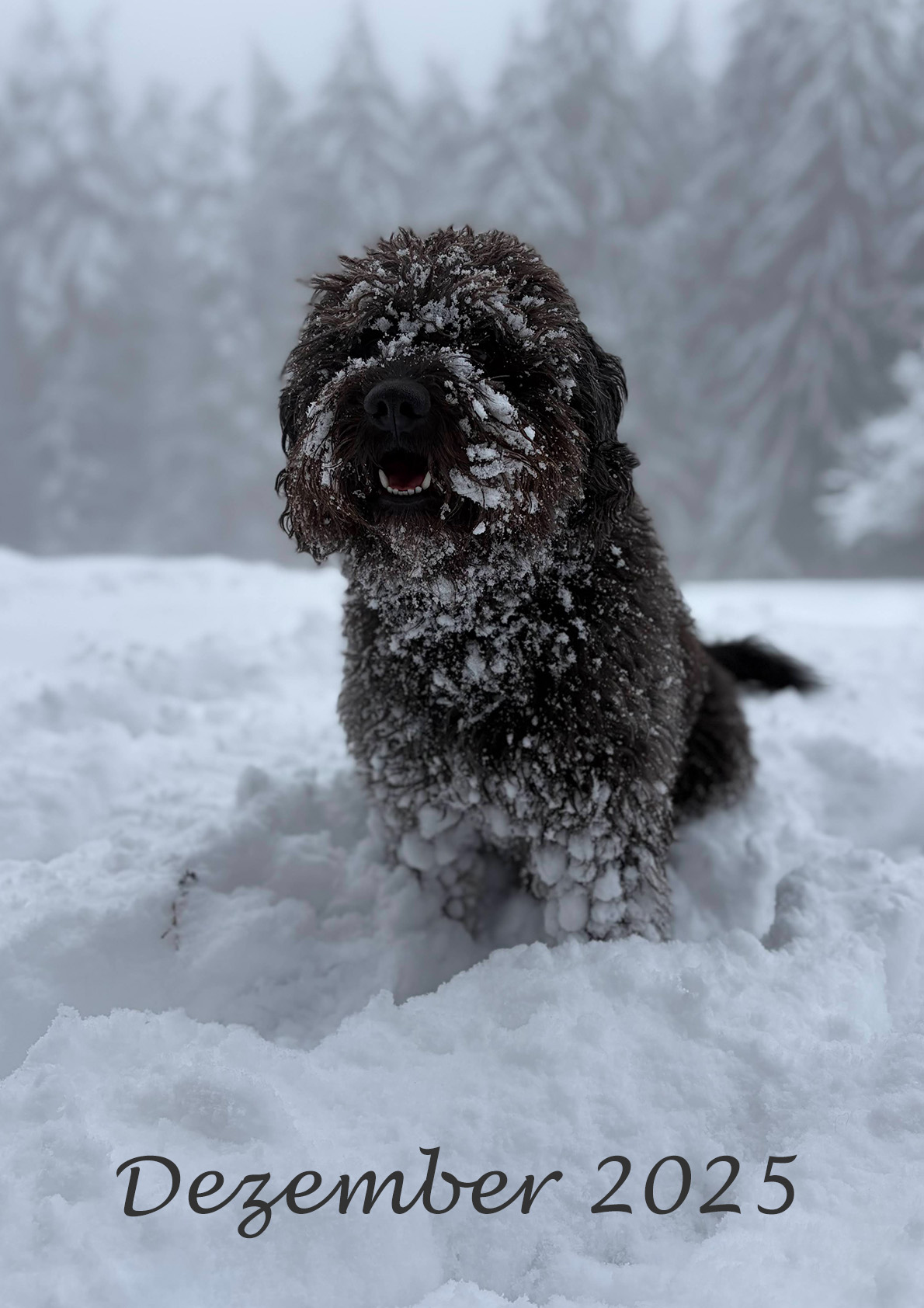 Bako-Spanischer-Wasserhund