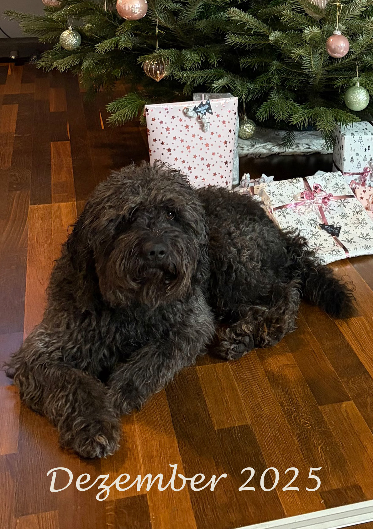 Bako-Spanischer-Wasserhund