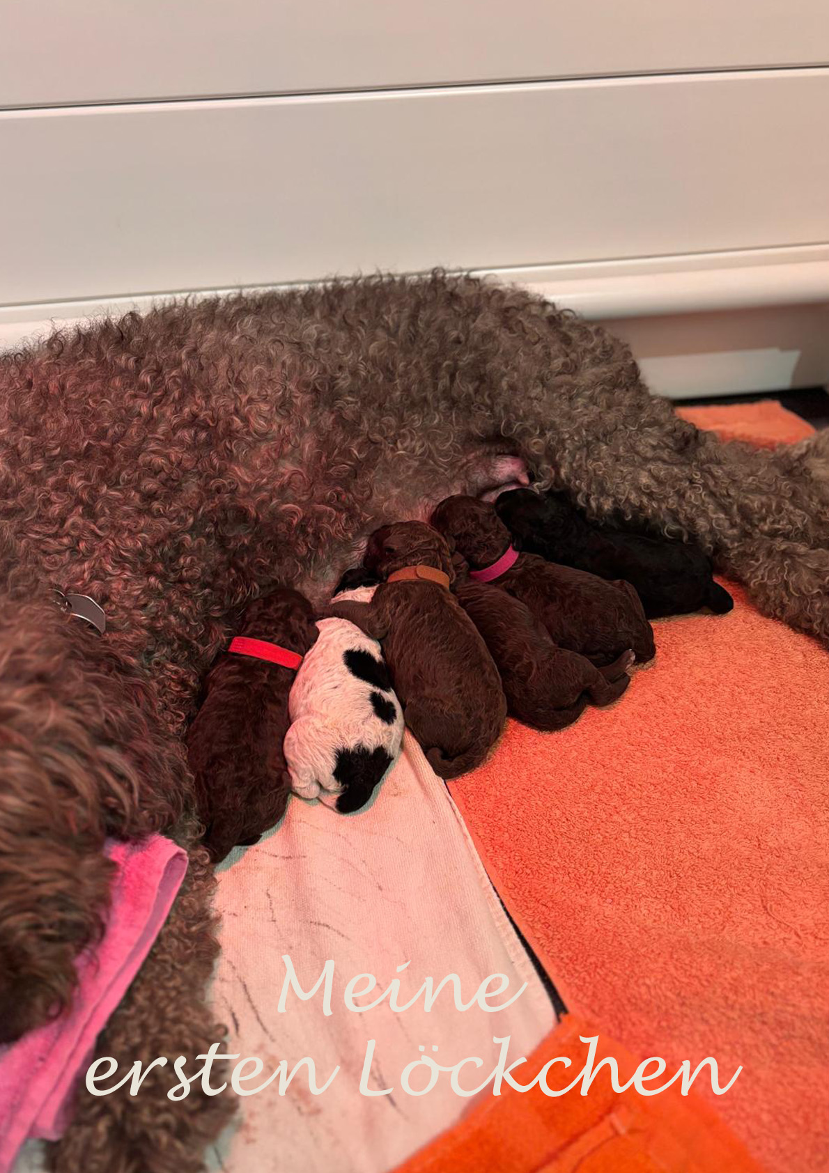 Bako-Spanischer-Wasserhund