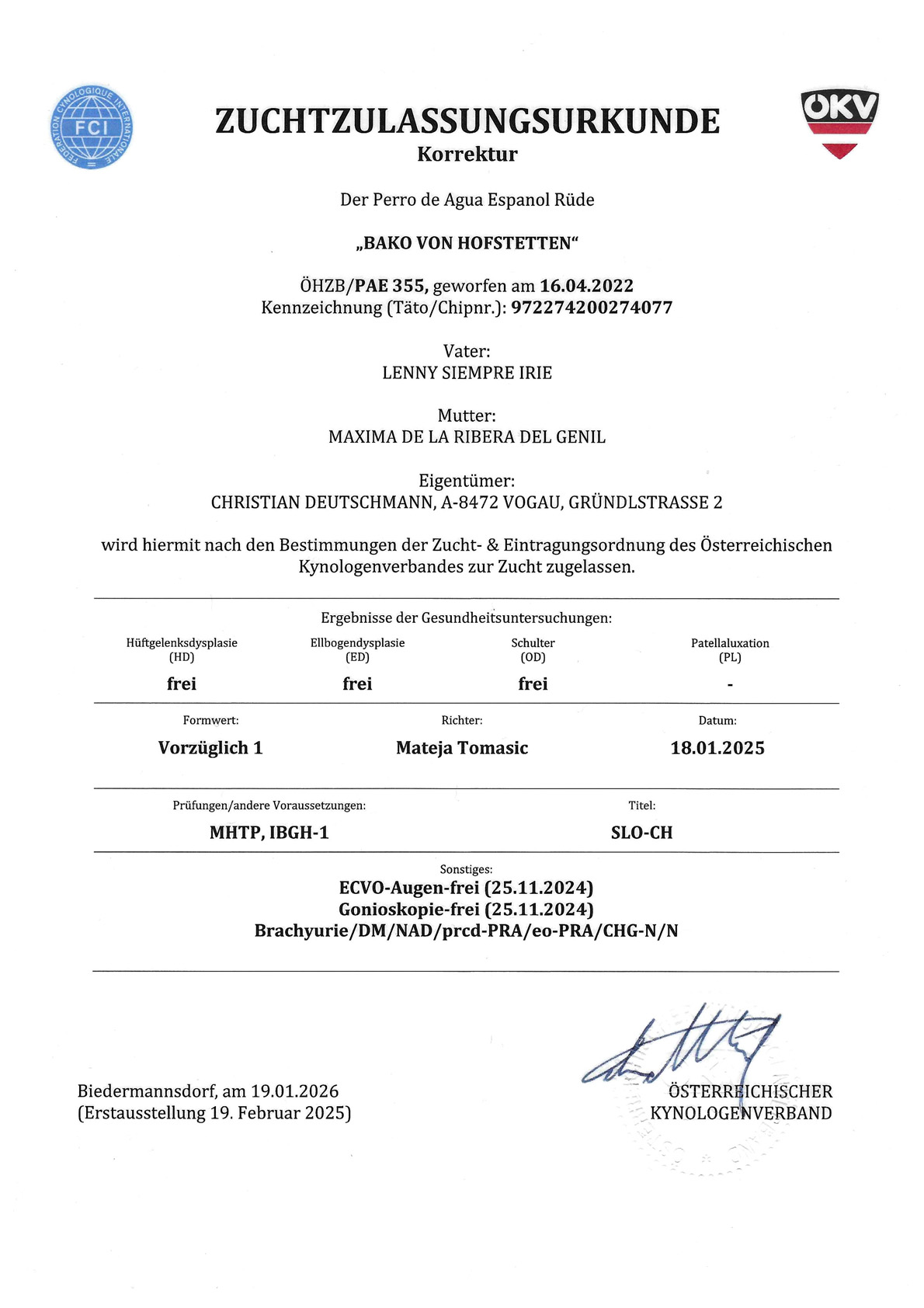 Zuchtzulassung Bako - Spanischer Wasserhund - Champion